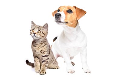 Meraklı Jack Russell Terrier köpeği ve İskoç Heteroseksüel bir kedi birlikte oturur, bakar, beyaz arka planda izole bir şekilde.