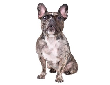 Tatlı Fransız bulldog 'u, beyaz arka planda tek başına oturuyor.