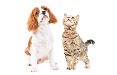 Sevimli İskoç Heteroseksüel kedi ve Şövalye Kral Charles Spaniel birlikte beyaz arka planda izole edilmiş.