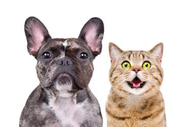 Fransız bir bulldog ve komik bir İskoç kedisi portresi. Yakın plan, beyaz arka planda izole edilmiş.
