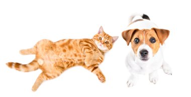 Sevimli Jack Russell Terrier köpeği ve yavru kedi İskoç birlikte, üst manzara, beyaz arka planda izole.