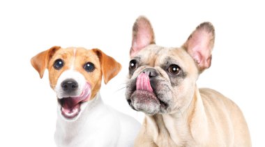 Jack Russell Terrier ve Fransız Bulldog 'un portresi kendilerini yalıyor, yakın plan, beyaz arka planda izole edilmiş.