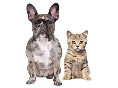 Fransız bulldog ve İskoç Heteroseksüel kedi beyaz arka planda tek başlarına oturuyorlar.