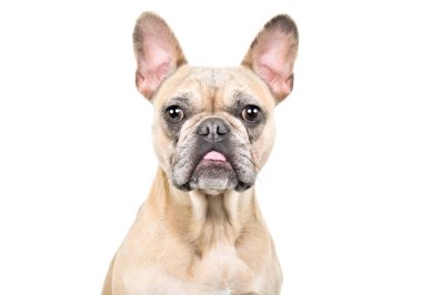 Fransız buldog 'un komik portresi, yakın plan, beyaz arka planda izole edilmiş.