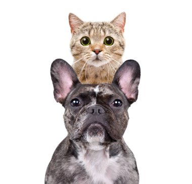 Fransız bir bulldog ve İskoç bir kedinin komik portresi. Üstünde, yakın plan, beyaz arka planda izole edilmiş.
