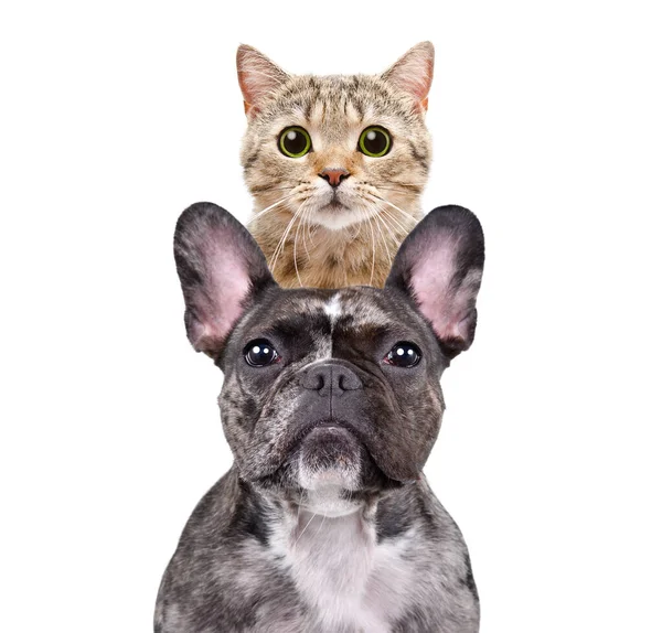Fransız bir bulldog ve İskoç bir kedinin komik portresi. Üstünde, yakın plan, beyaz arka planda izole edilmiş.