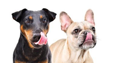 Beyaz bir arka planda dudaklarını yalayan bir Jagdterrier ve bir Fransız bulldog portresi.