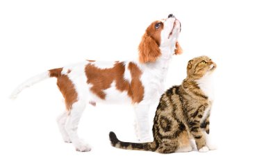 Meraklı İskoç kedisi ve Şövalye Kral Charles Spaniel birlikte, beyaz arka planda izole edilmiş, yan görüş, yukarı bakıyor