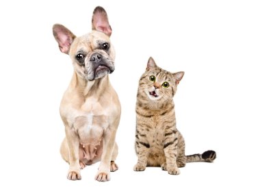 Komik Fransız bulldog ve İskoç Heteroseksüel kedi beyaz arka planda tek başlarına oturuyorlar.