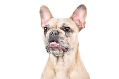 Beyaz arka planda izole edilmiş meraklı bir yavru geyiğin portresi.