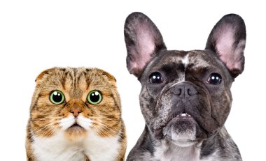 Fransız bir bulldog ve İskoç bir kedinin portresi, yakın plan, beyaz arka planda izole edilmiş.