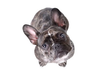 Muhteşem Fransız bulldog 'u, beyaz arka planda izole edilmiş.