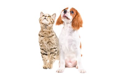 Meraklı Şövalye Kral Charles Spaniel ve İskoç Heteroseksüel kedi birlikte oturur, beyaz arka planda izole bir şekilde yukarı bakar.