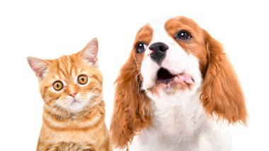 Kırmızı bir İskoç Heteroseksüel kedi ve havlayan bir Cavalier Kral Charles Spaniel köpeğinin portresi beyaz bir arka planda izole edilmiş.
