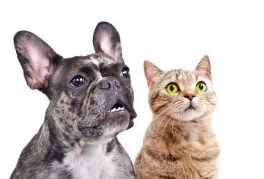 Meraklı bir Fransız bulldog ve İskoç bir kedinin portresi, yakın plan, beyaz arka planda izole edilmiş.