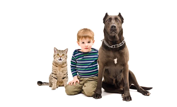 Der Junge, Hund und Katze — Stockfoto