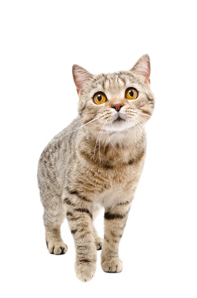 Cat Scottish Straight standing isolated — Stock Photo, Image