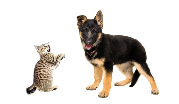 Schäferhund Welpe und ein lustiges Kätzchen — Stockfoto