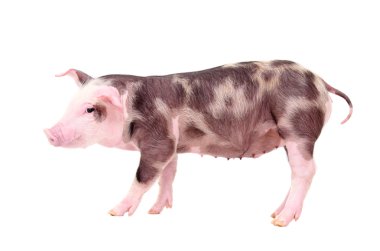 Piglet izole ayakta
