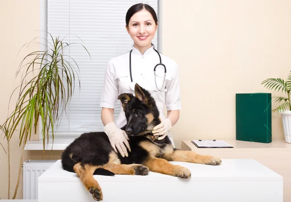 Schäfer valp på veterinären — Stockfoto