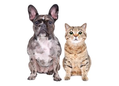 Tatlı Fransız bulldog 'u ve İskoç heteroseksüel kedisi beyaz arka planda tek başlarına oturuyorlar.