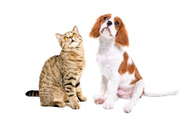 Şövalye Kral Charles Spaniel ve İskoç Heteroseksüel kedi birlikte oturuyorlar, beyaz arka planda soyutlanmışlar.