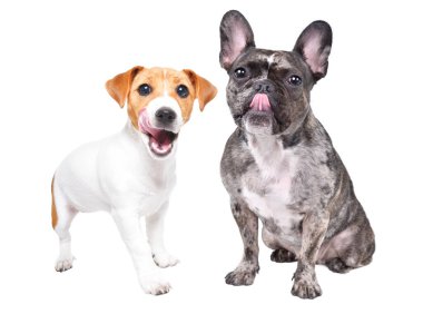 Tatlı Fransız bulldog 'u ve Jack Russell Terrier beyaz arka planda kendilerini yalıyorlar.