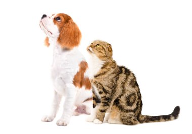 Şirin İskoç kedisi ve Şövalye Kral Charles Spaniel birlikte oturur, yan gözle bakar, beyaz arka planda izole olur.