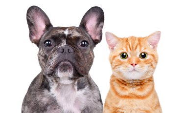 Fransız bir bulldog ve İskoç bir kedi yavrusu portresi. Yakın plan, beyaz arka planda izole edilmiş.