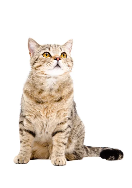 Macska skót egyenes, ülő keresi fel — Stock Fotó