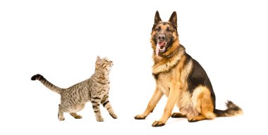 Alman çoban köpeği ve meraklı kedi İskoç düz