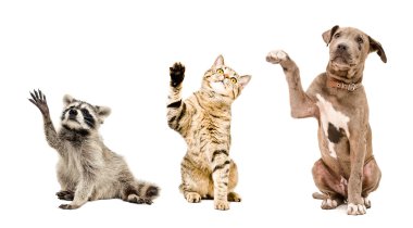 Komik rakun, kedi ve köpek yavrusu