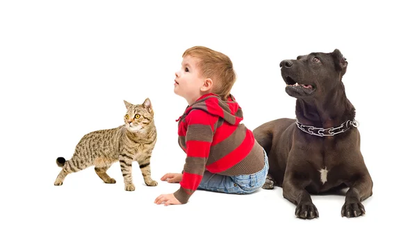 Curioso ragazzo, cane e gatto — Foto Stock