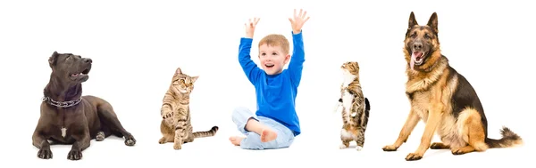 Група домашніх тварин і щаслива дитина — стокове фото