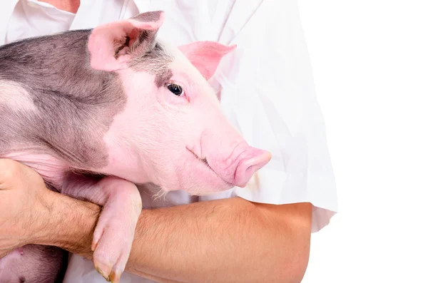 在兽医手上的一只小猪的画像 — 图库照片