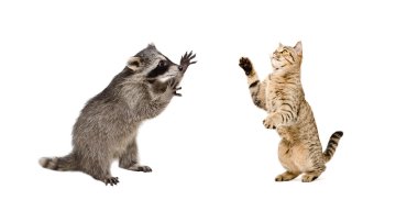 Oynak Rakun ve kedi İskoç düz