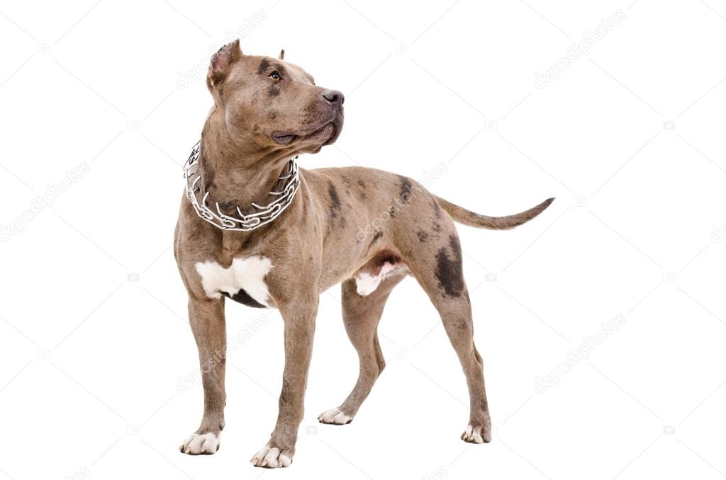 Dog breed pit bull