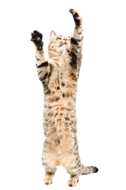 oyun oynayan kedi İskoç düz