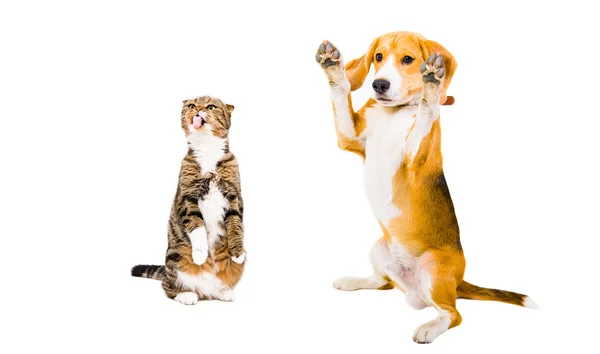 Beagle και γάτα Σκωτικής Διπλώνετε μαζί — Φωτογραφία Αρχείου