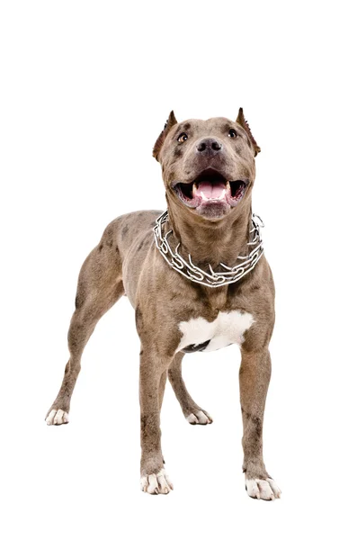 Hunderasse Pitbull — Stockfoto