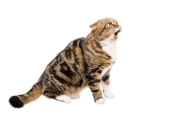 Miauen einer Katze schottische Falte — Stockfoto