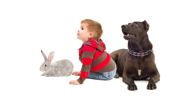 Мальчик, собака и кролик сидят вместе — стоковое фото