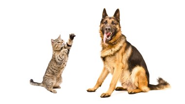 Alman çoban köpeği ve oyun oynayan kedi İskoç düz