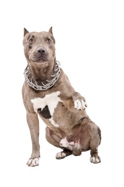 Pitbull pençe verir