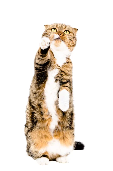 Грайливий Шотландська висловуха кішка — стокове фото