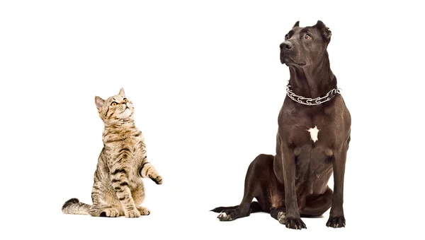 Cat Scottish Straight and Staffordshire Terrier sitting together — Stock Photo, Image