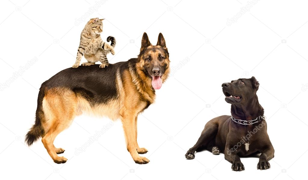 Dogs and a funny cat together