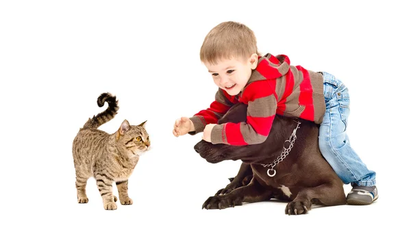 Rapaz, cão e gato brincando juntos — Fotografia de Stock