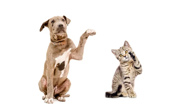 Brincalhão cachorro pit bull e um gatinho escocês Hetero — Fotografia de Stock