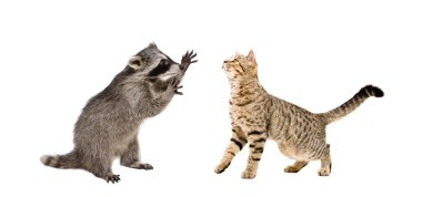 Oynak Rakun ve kedi İskoç düz